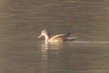 Gadwall - ML646494623