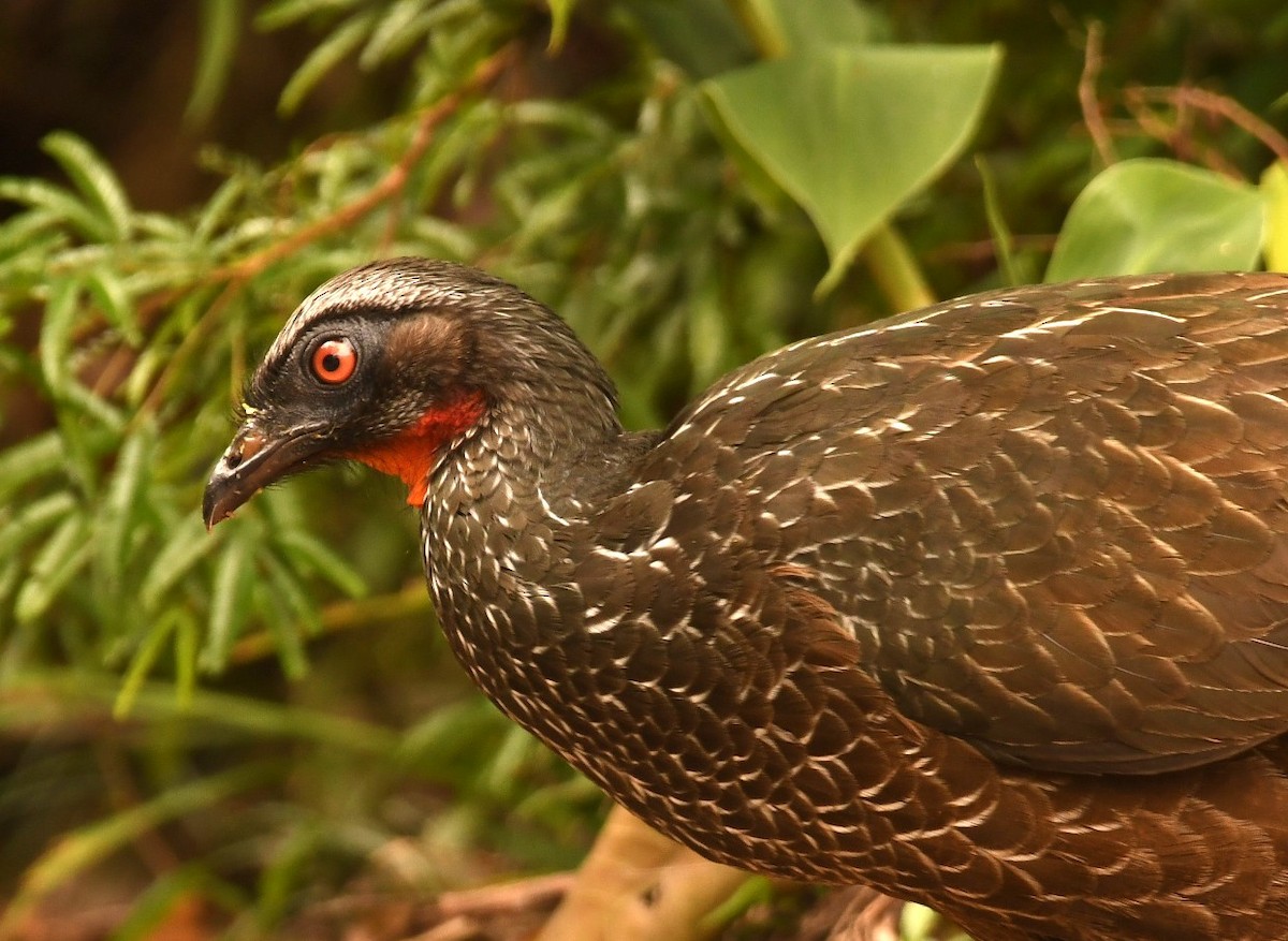 guan tmavonohý - ML646494624