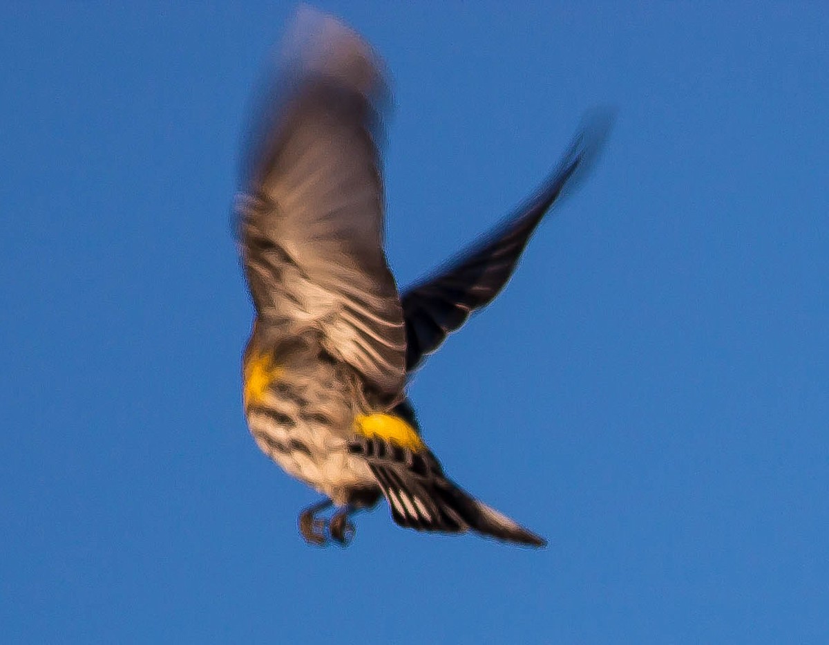 Yellow-rumped Warbler - ML646494626