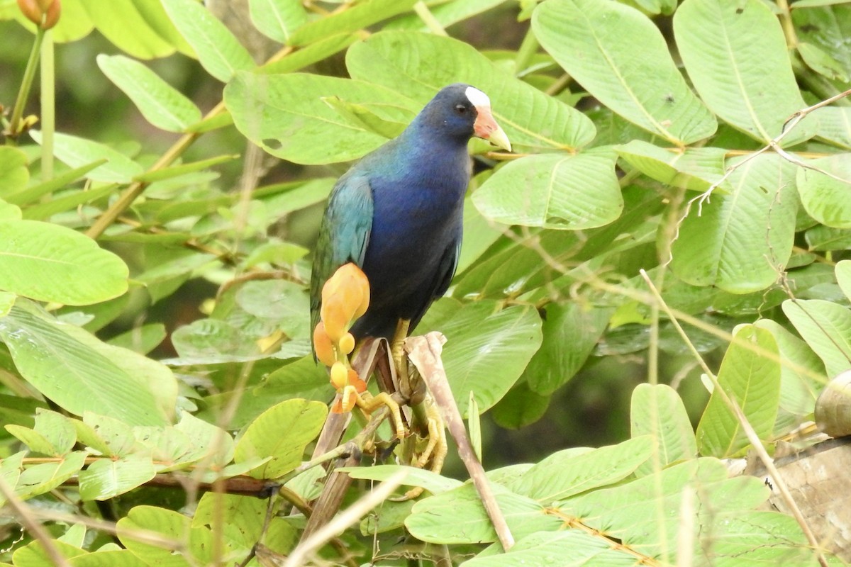 Calamoncillo Americano - ML646494627