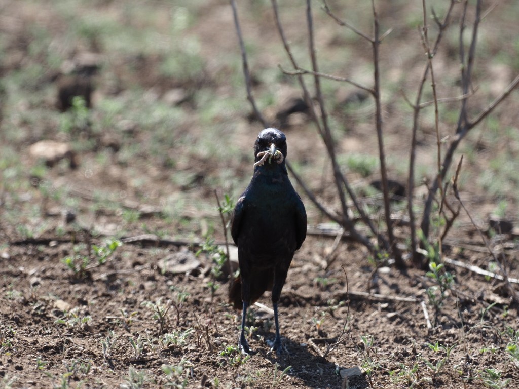 Burchell's Starling - ML646494630