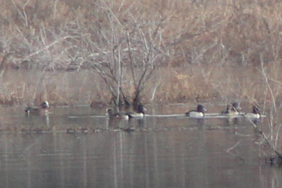 American Wigeon - ML646494631