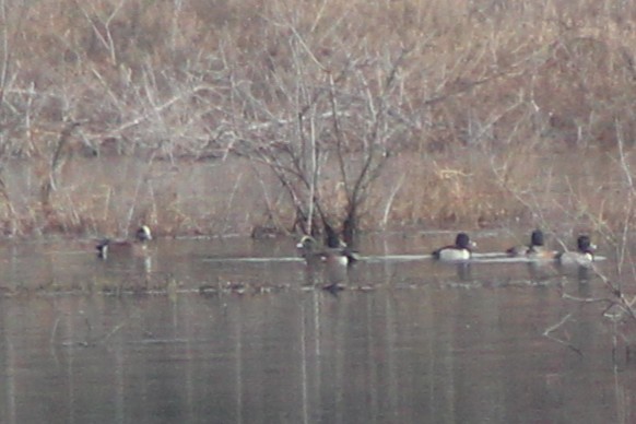 American Wigeon - ML646494632