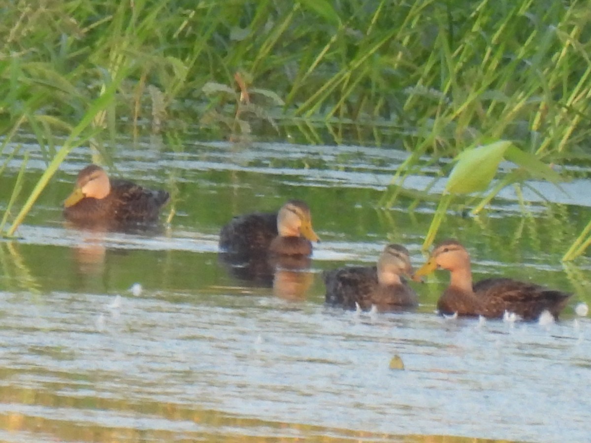 Mottled Duck - ML646494633