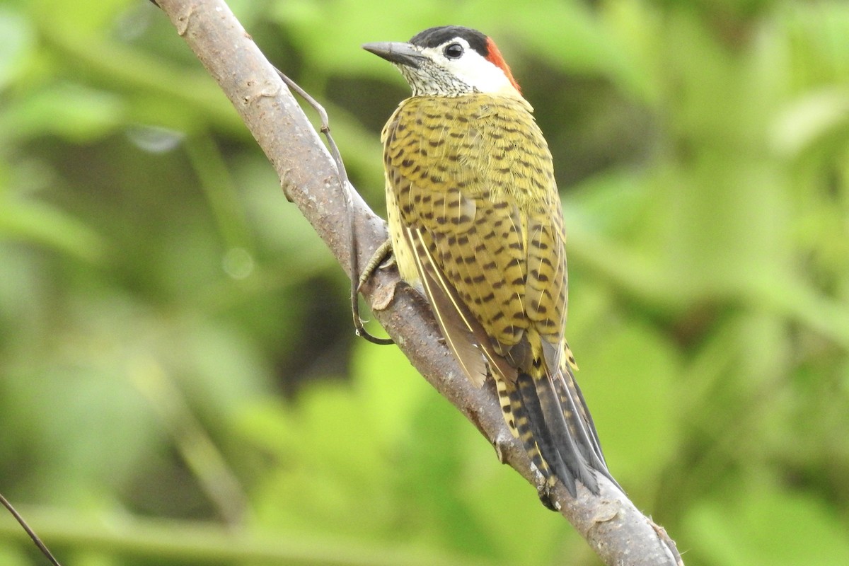 Carpintero Moteado - ML646494635