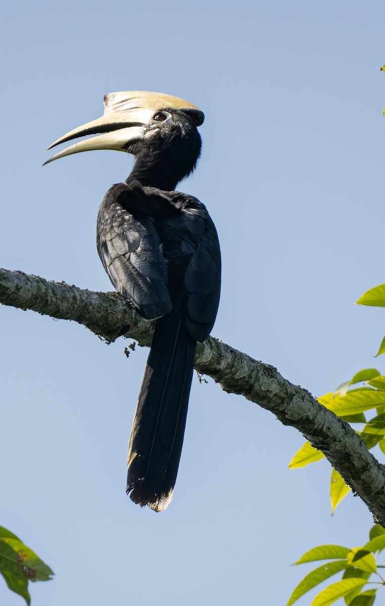 Oriental Pied-Hornbill - ML646494636