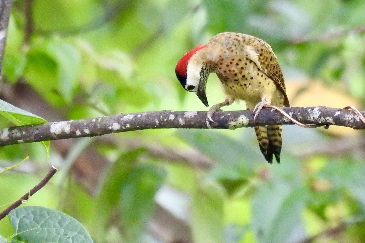 Carpintero Moteado - ML646494637