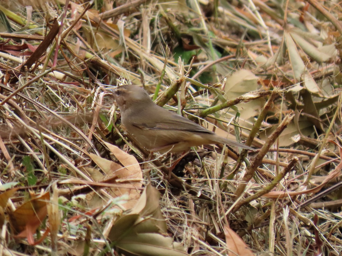 עלווית כהה - ML646494641