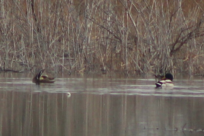 Mallard - ML646494643