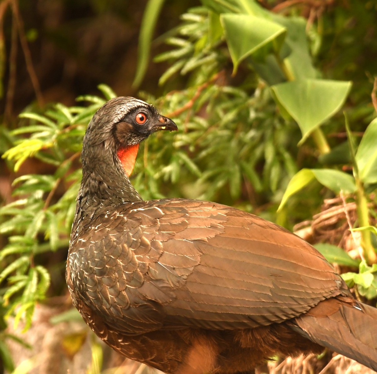 guan tmavonohý - ML646494648