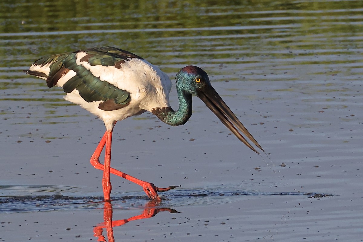 Black-necked Stork - ML646494654