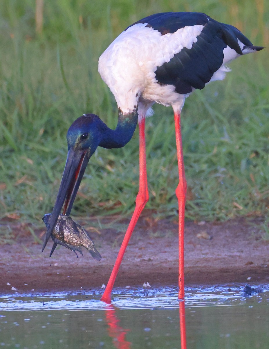 Black-necked Stork - ML646494655