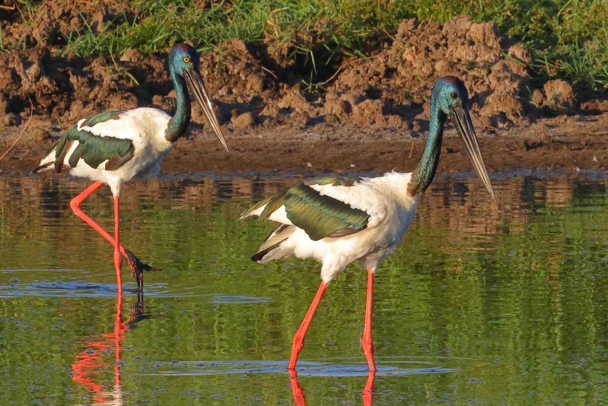 Black-necked Stork - ML646494656