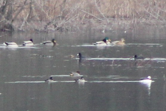 Bufflehead - ML646494659