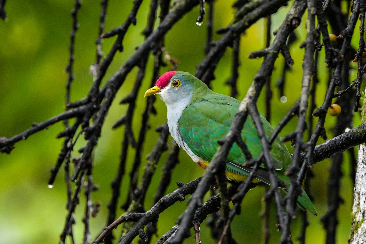 Красношапочный фруктовый голубь - ML646494663