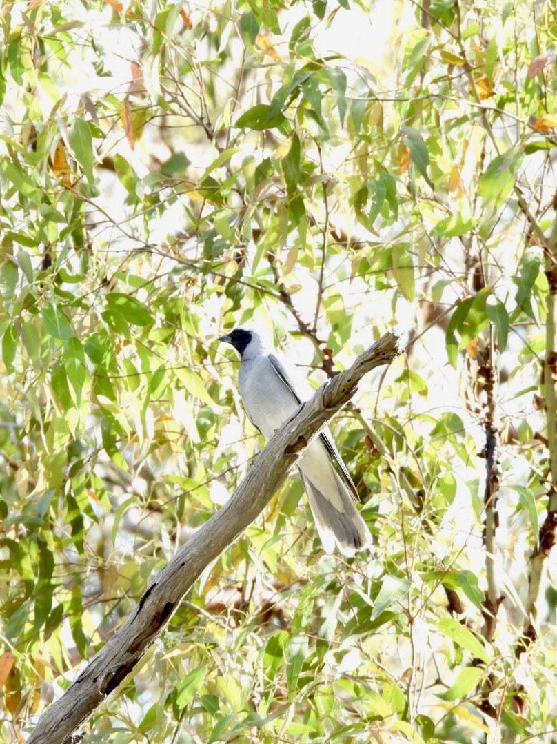 Black-faced Cuckooshrike - ML646494679