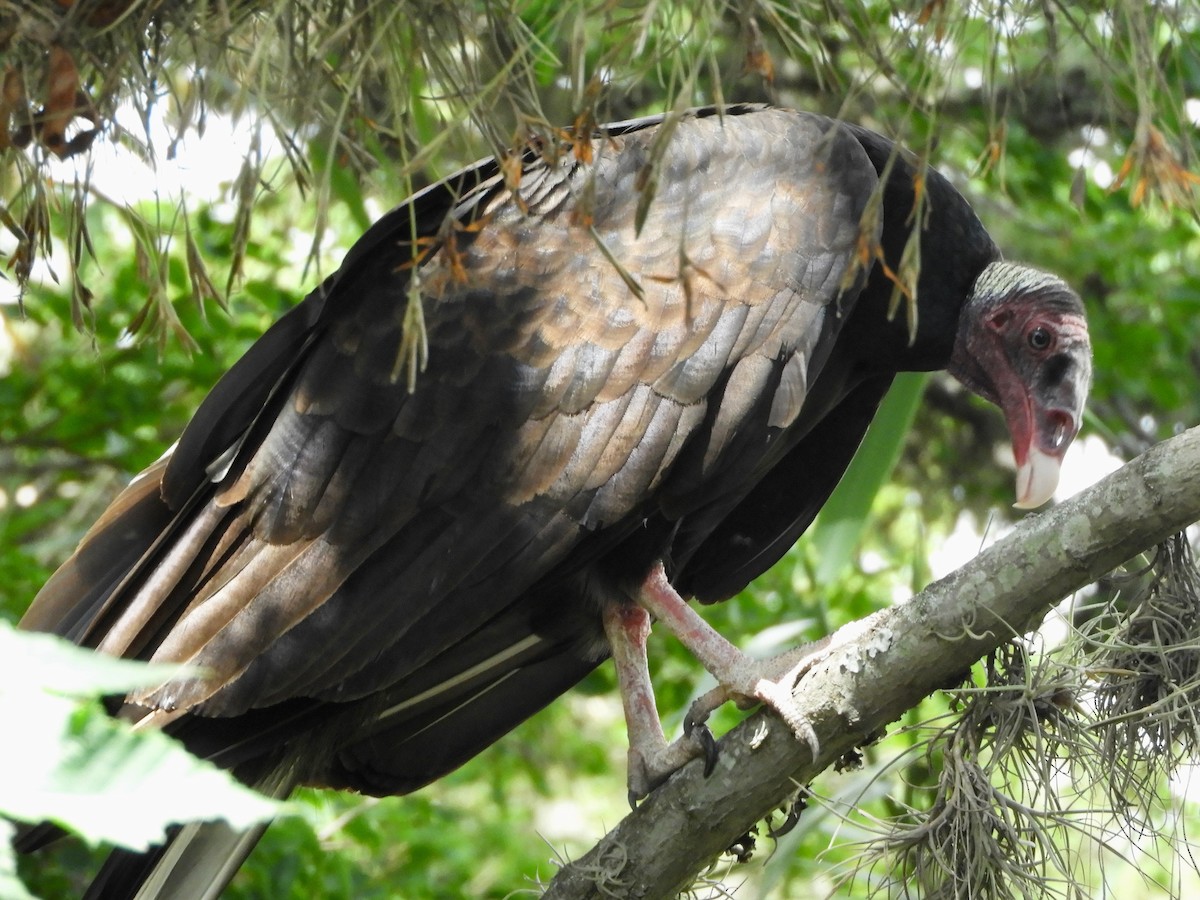 Turkey Vulture (Tropical) - ML646494681