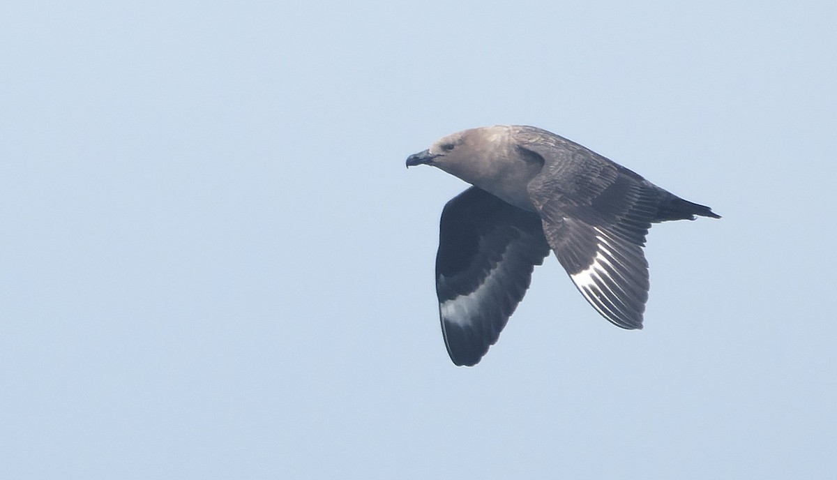 South Polar Skua - ML646494684