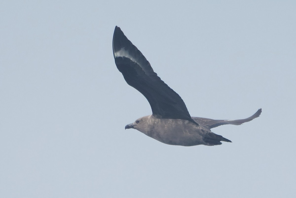 South Polar Skua - ML646494685