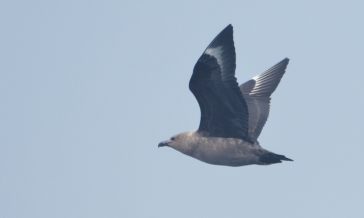 South Polar Skua - ML646494686