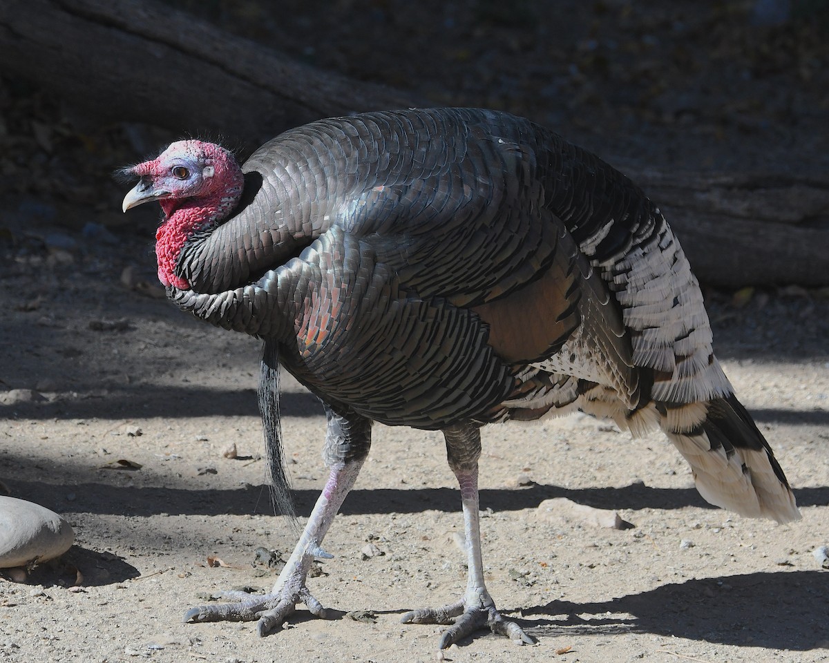 Tacchino selvatico - ML646494687