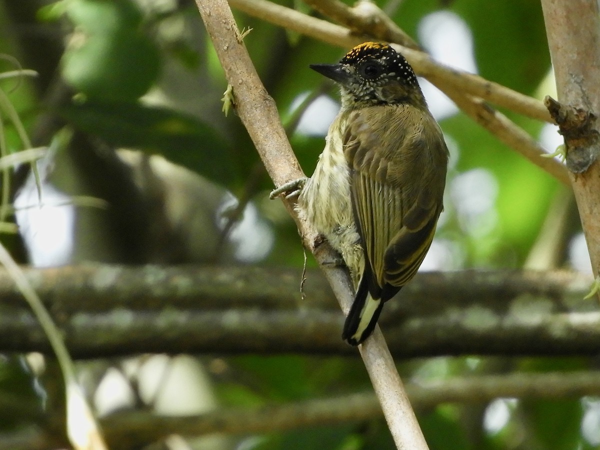 Olivaceous Piculet - ML646494688