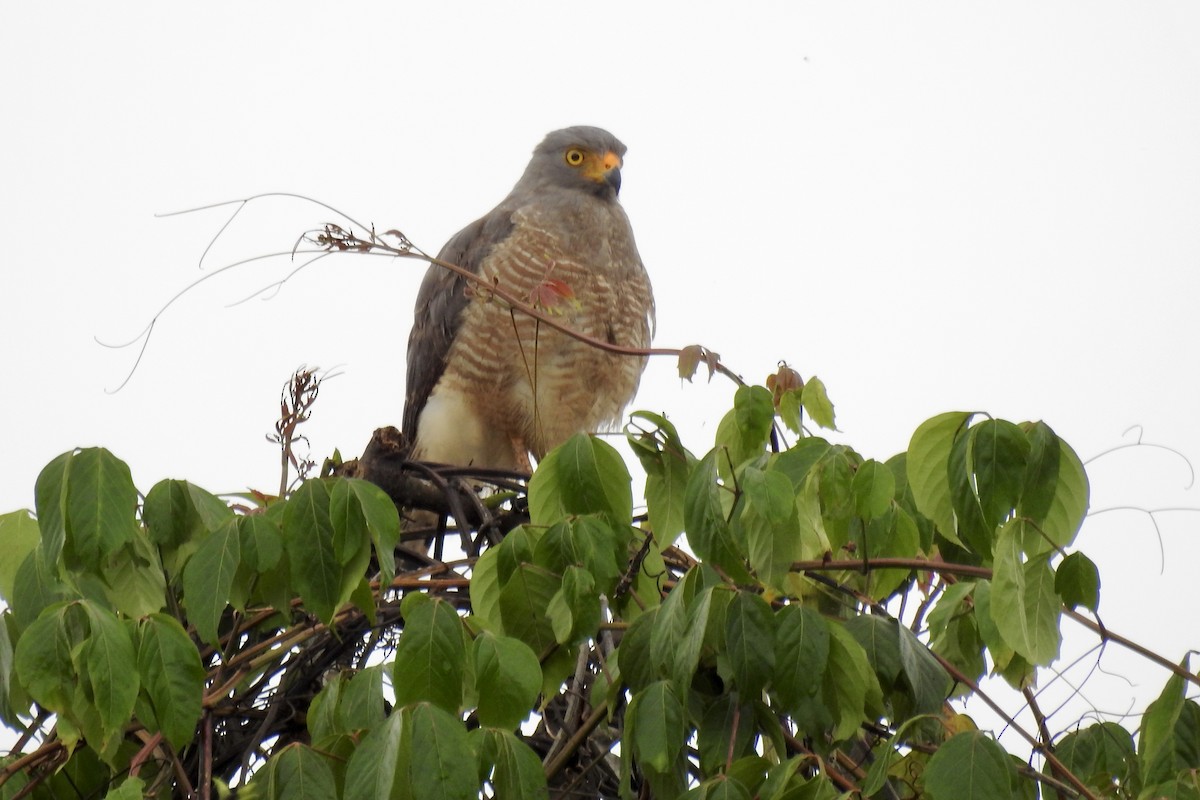 Busardo Caminero - ML646494689