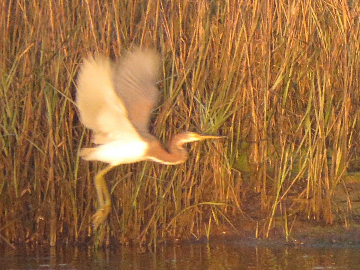 Tricolored Heron - ML646494690