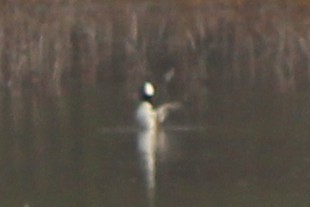 Hooded Merganser - ML646494693