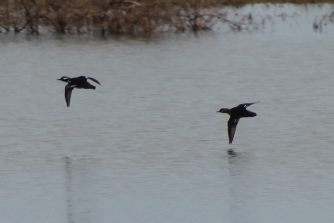 Hooded Merganser - ML646494694