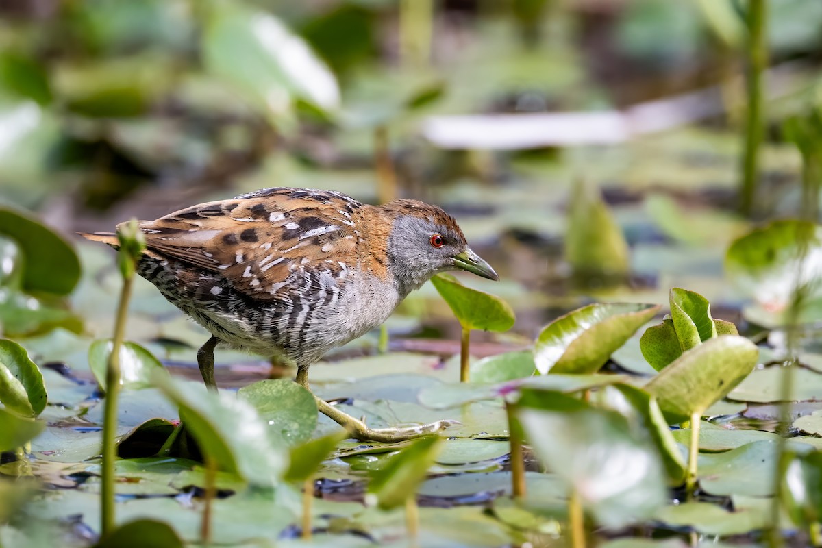 Baillon's Crake - ML646494695