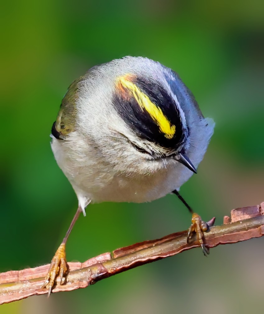Golden-crowned Kinglet - ML646494697