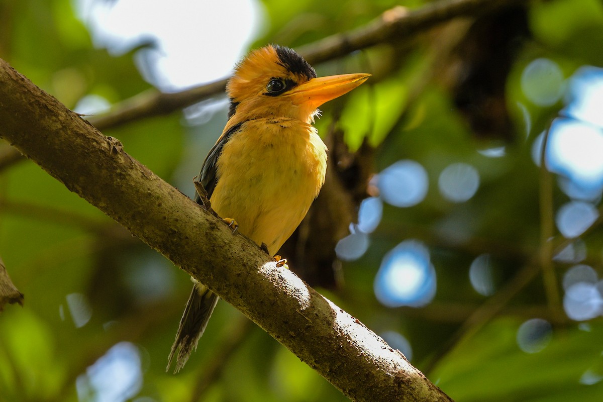 Желтоклювая альциона - ML646494698