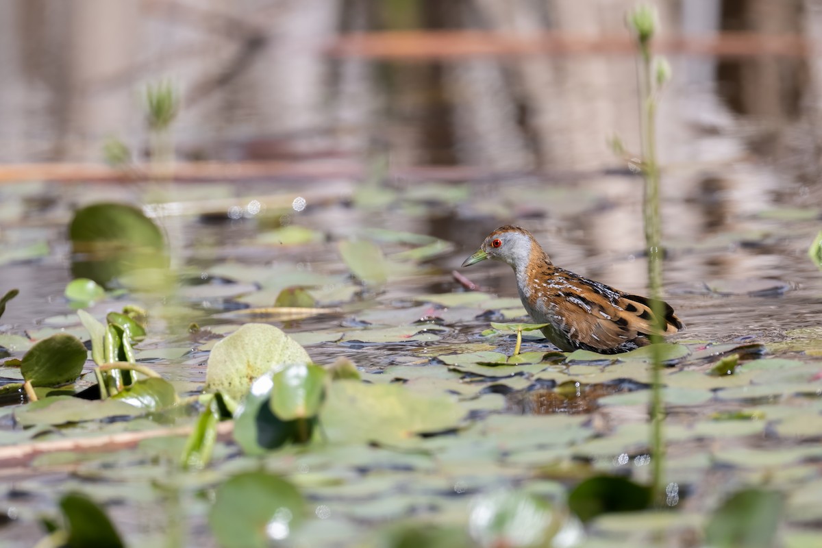 Оодон түнжүүр - ML646494705