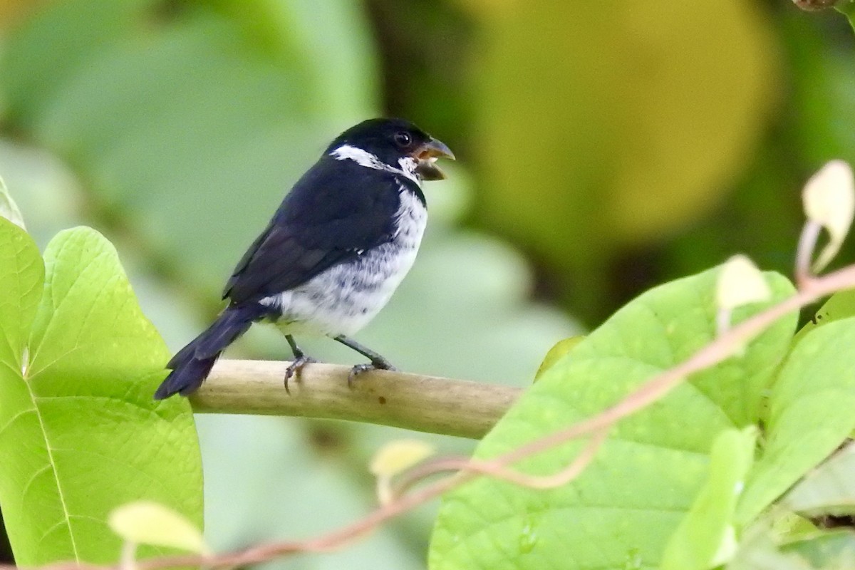 Semillero Corvino - ML646494706