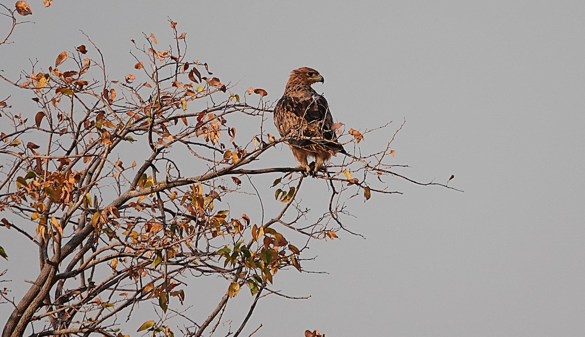 Tawny Eagle - ML646494708