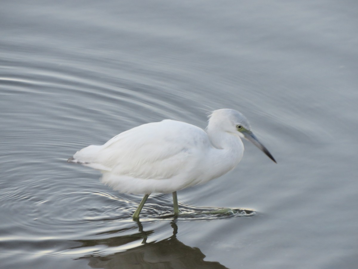 Little Blue Heron - ML646494709