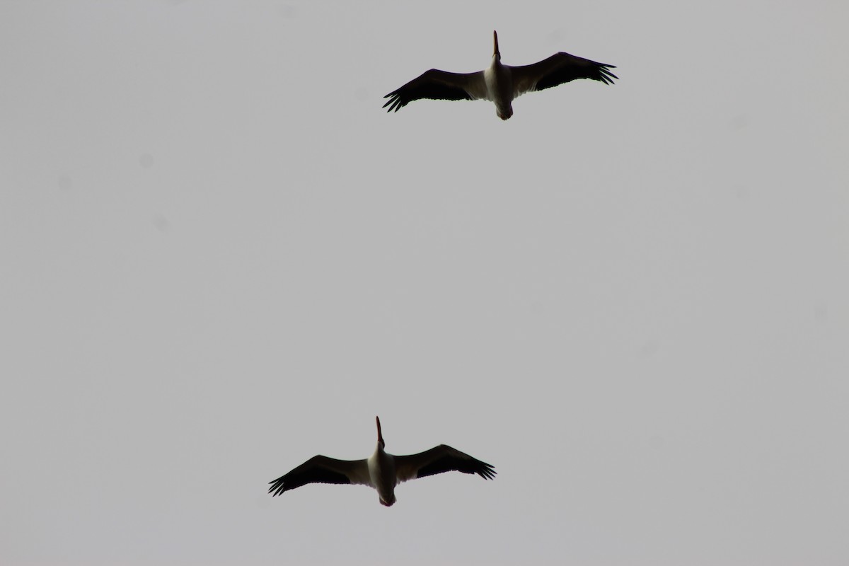 American White Pelican - ML646494710