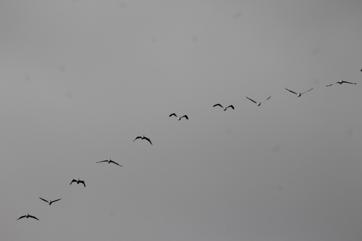American White Pelican - ML646494711