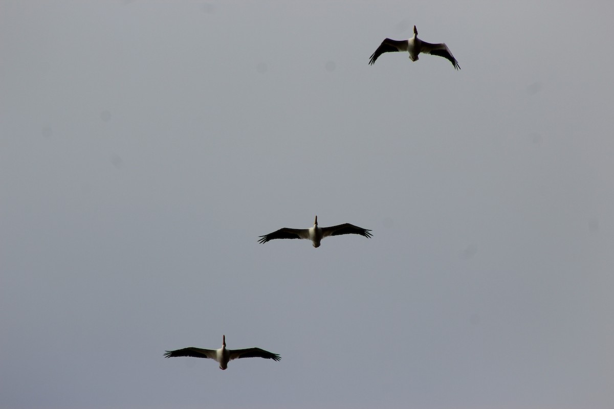 American White Pelican - ML646494712