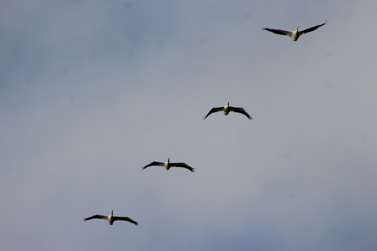 American White Pelican - ML646494713