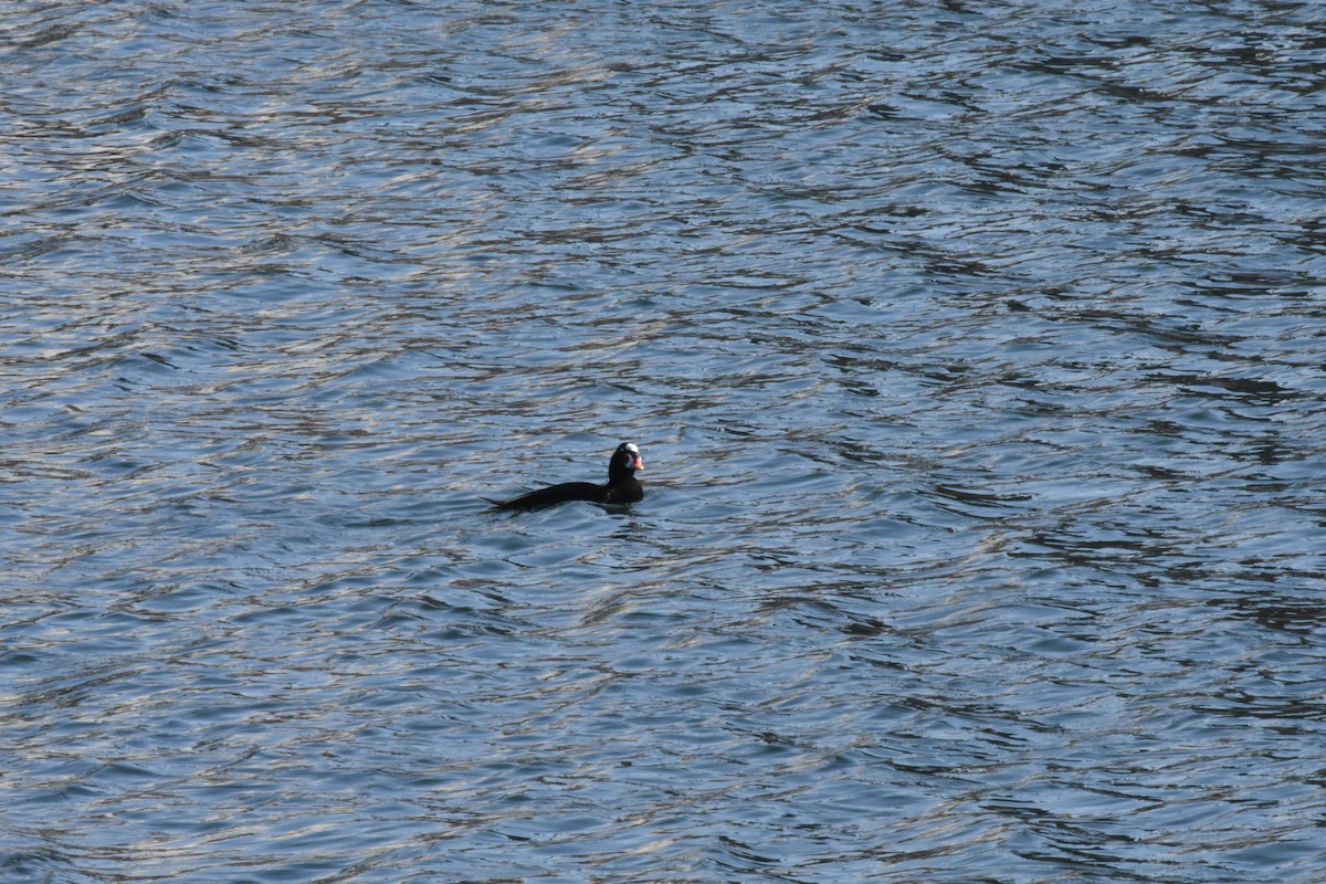 Surf Scoter - ML646494714