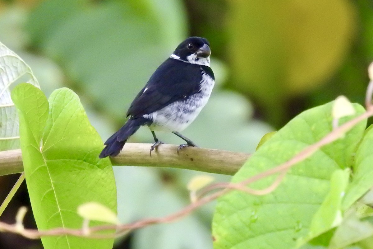 Semillero Corvino - ML646494715