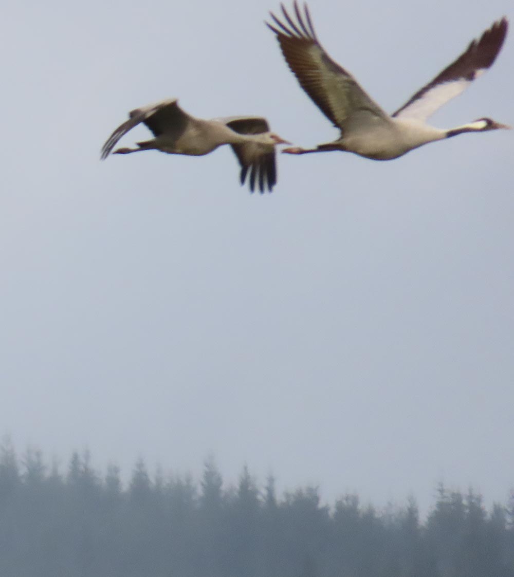 Common Crane - ML646494716