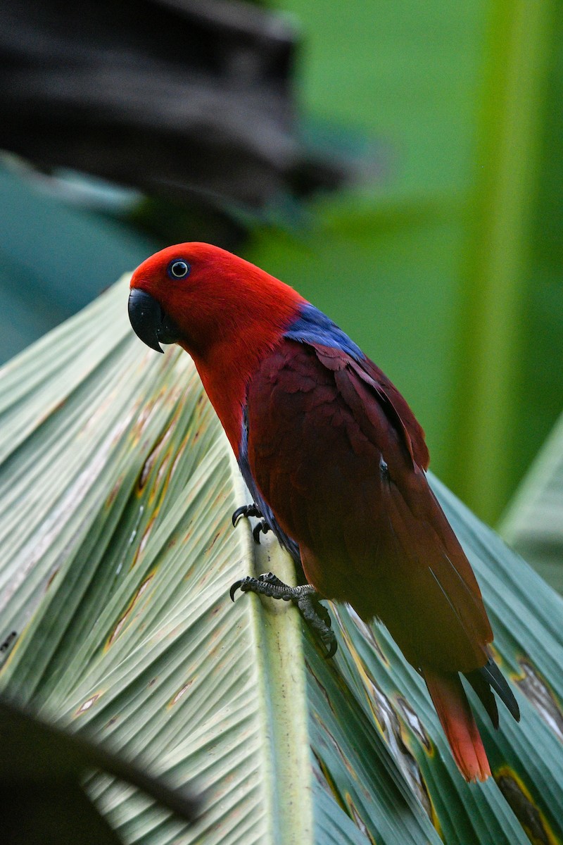 Papuan Eclectus - ML646494717