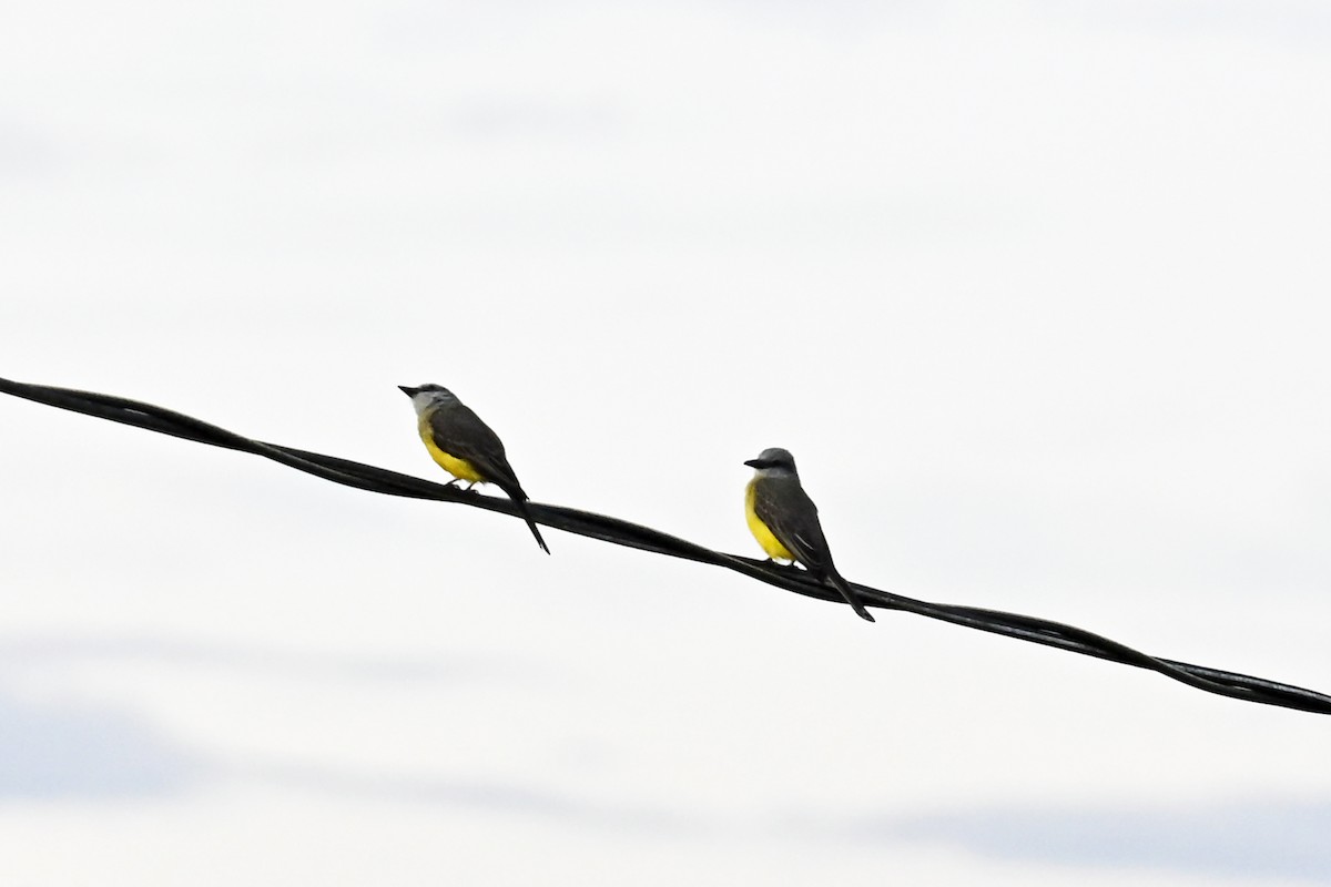 Trauerkönigstyrann - ML646494718