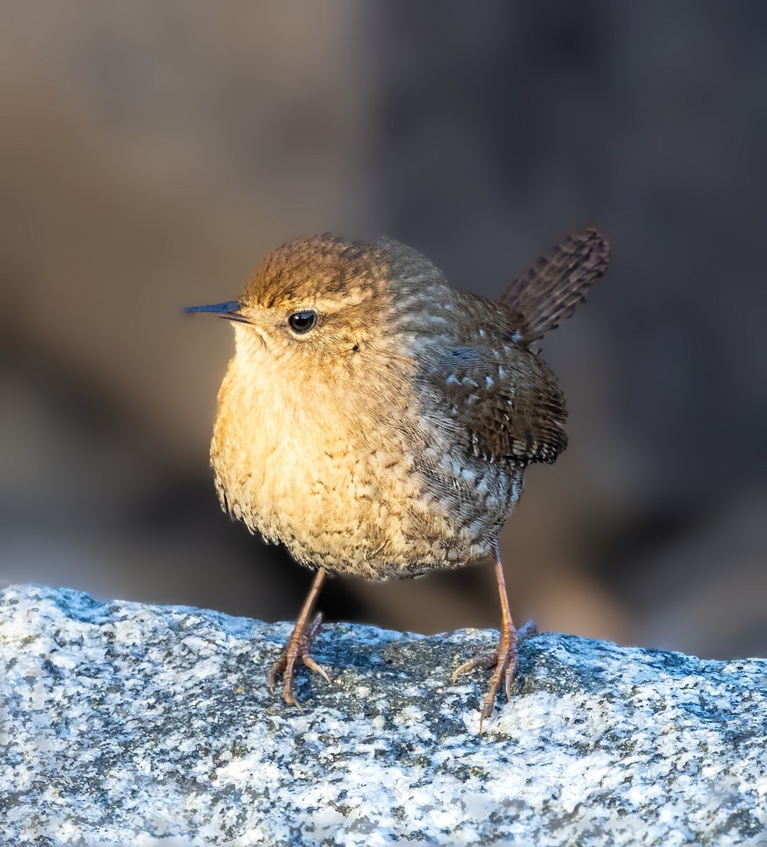 Winter Wren - ML646494719