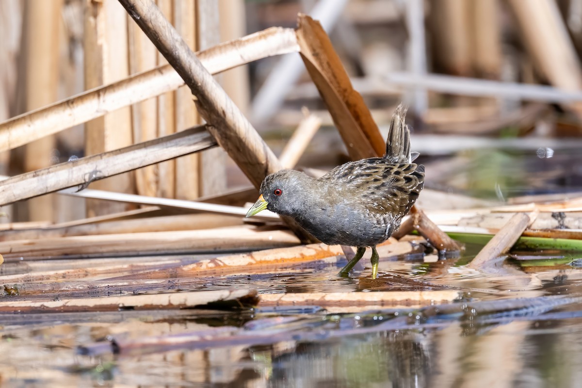 Australian Crake - ML646494720