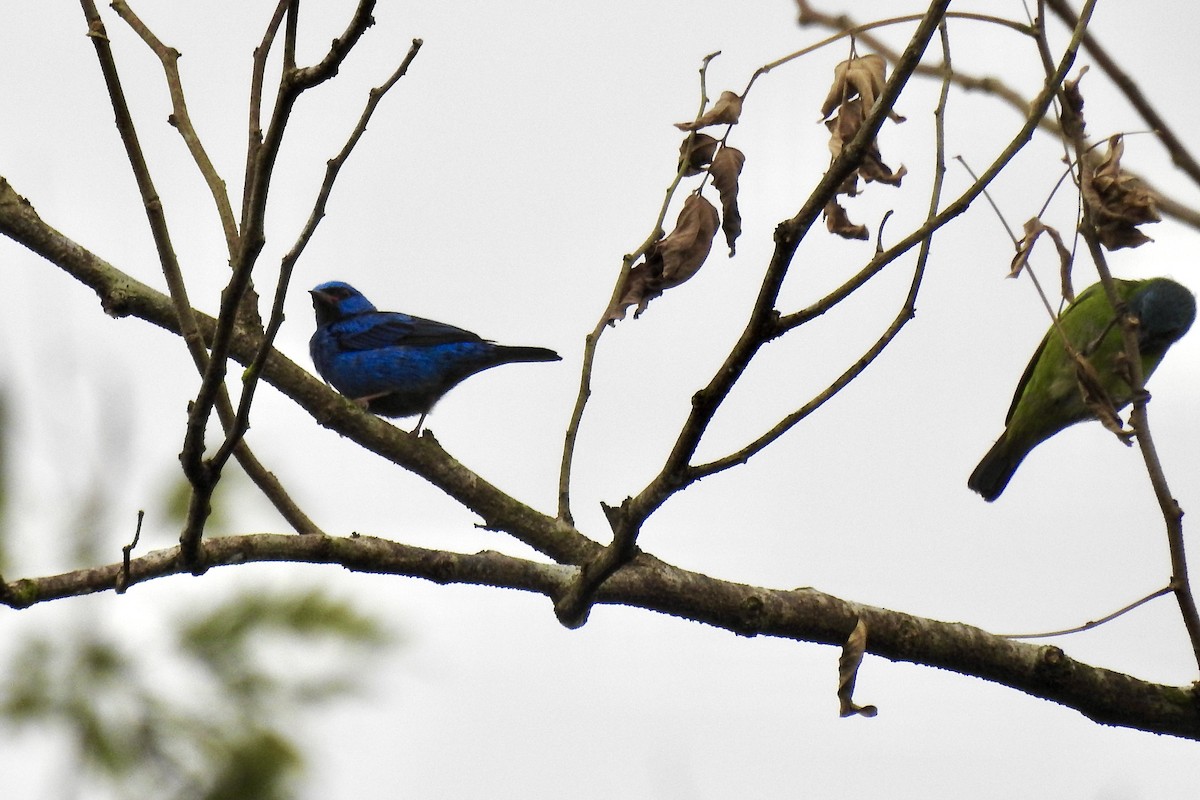 Dacnis Azul - ML646494721