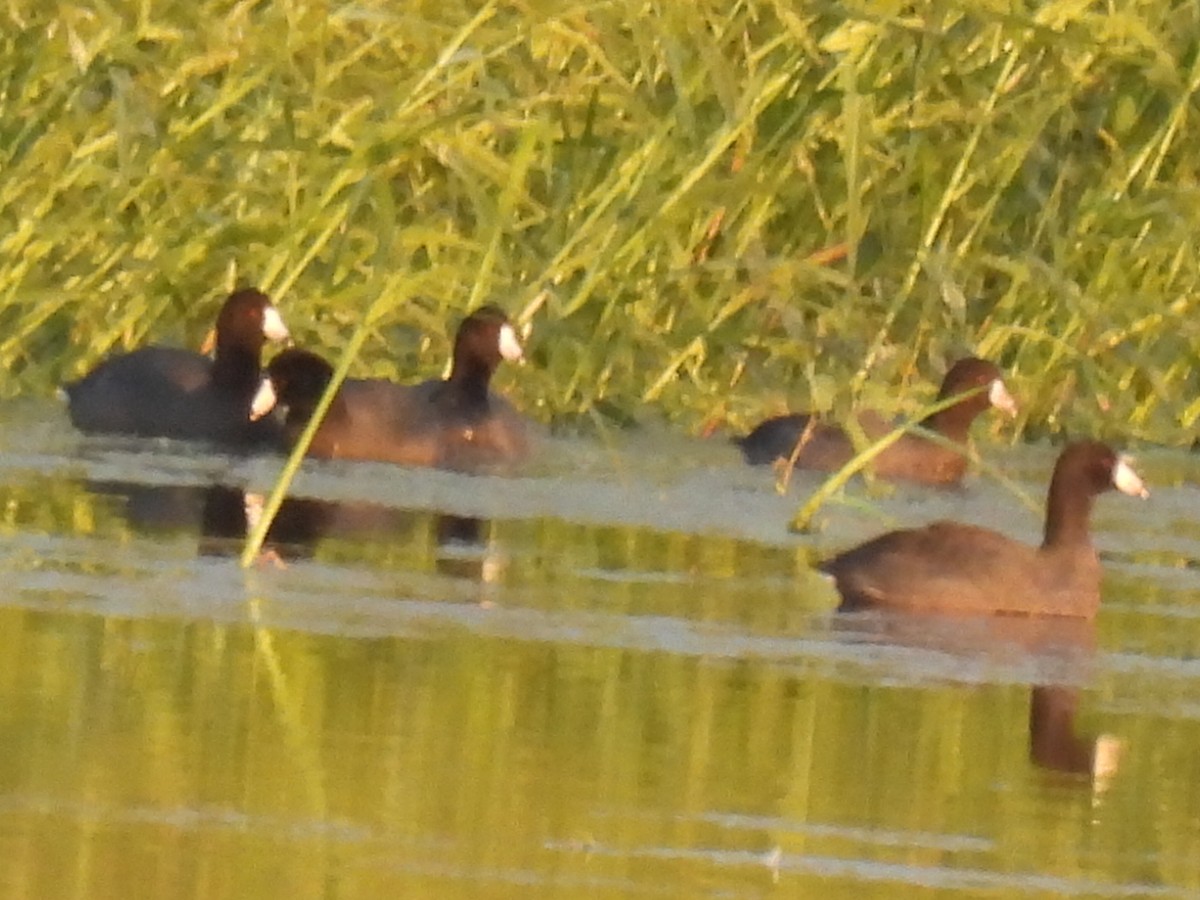 American Coot - ML646494723
